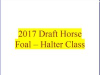 2017 Foal Halter Class